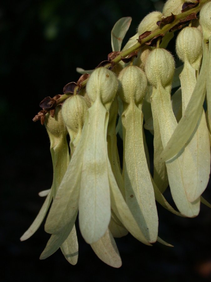 Polygonaceae Triplaris cumingiana