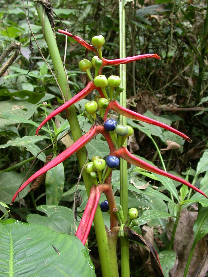Heliconiaceae Heliconia cf. latispatha
