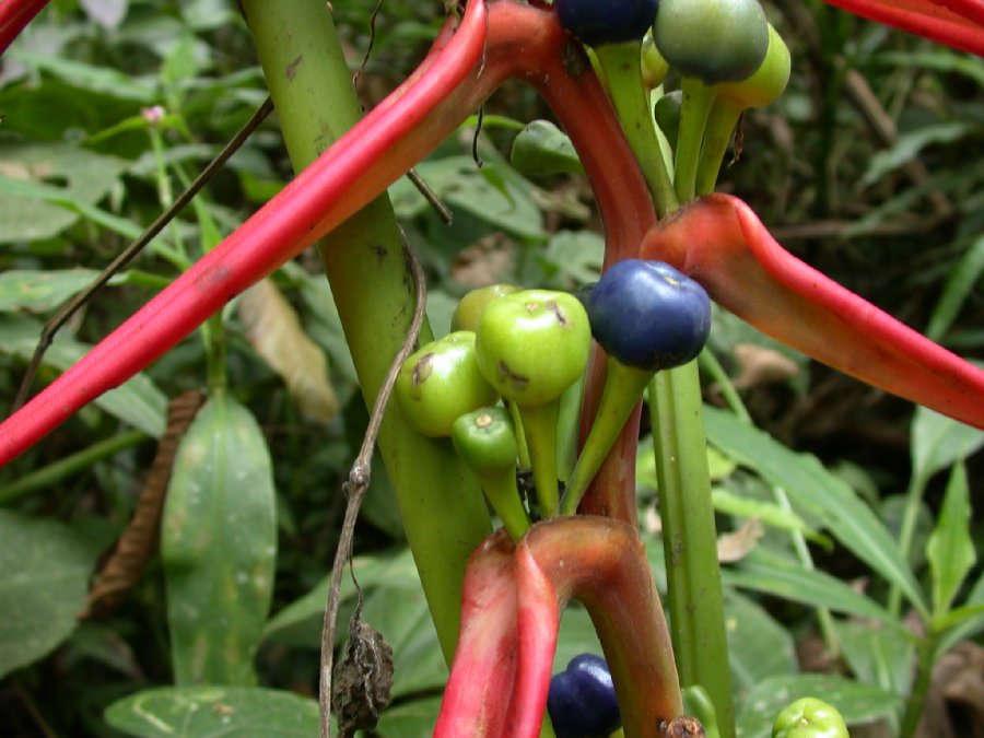 Heliconiaceae Heliconia cf. latispatha