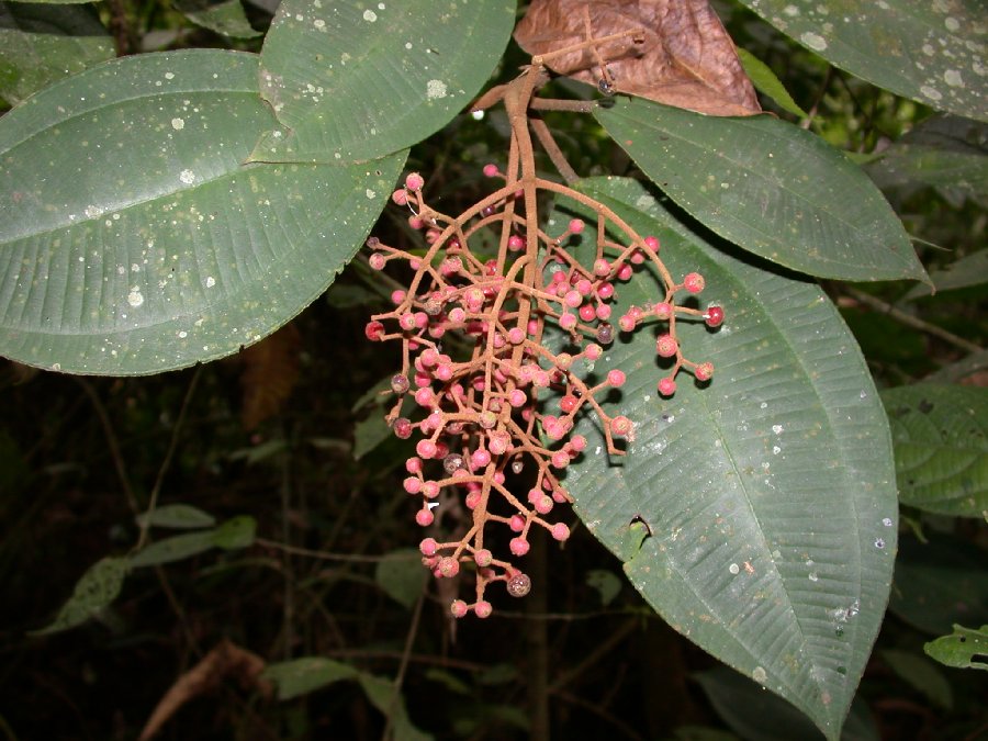 Melastomataceae Miconia astroplocama