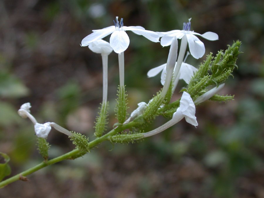 Plumbaginaceae Plumbago 