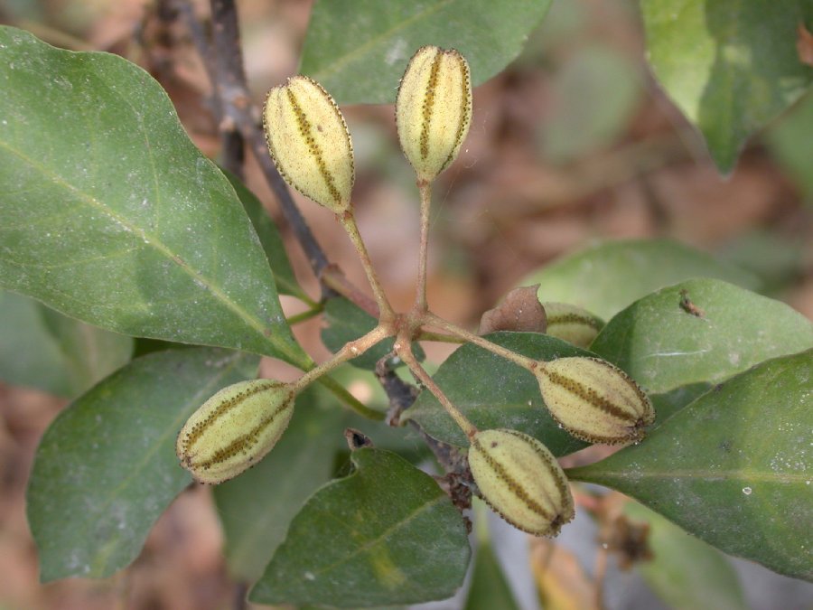 Nyctaginaceae Pisonia 