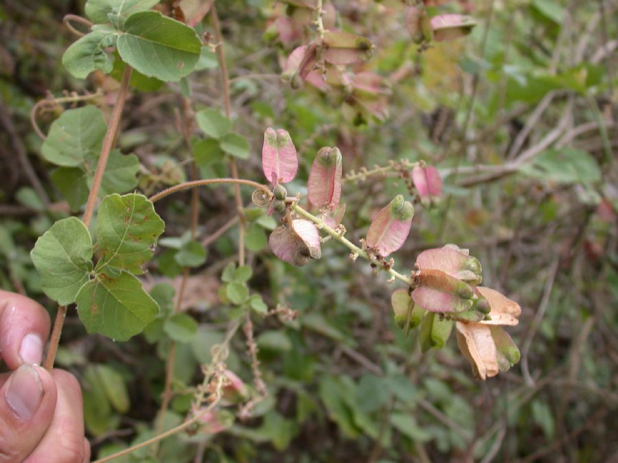 Sapindaceae Serjania 