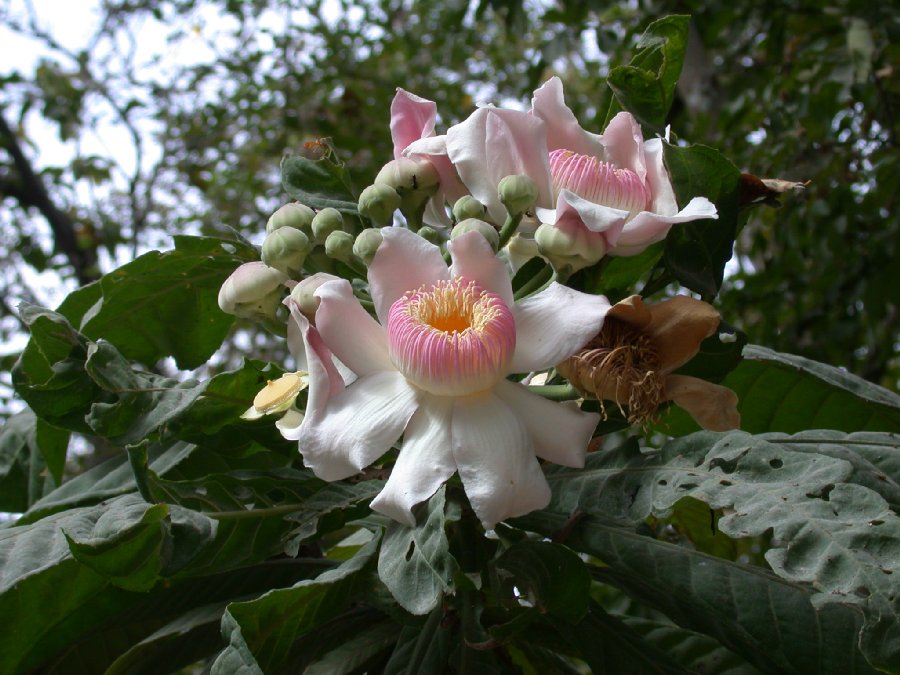 Lecythidaceae Gustavia angustifolia