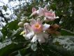 image of Gustavia angustifolia
