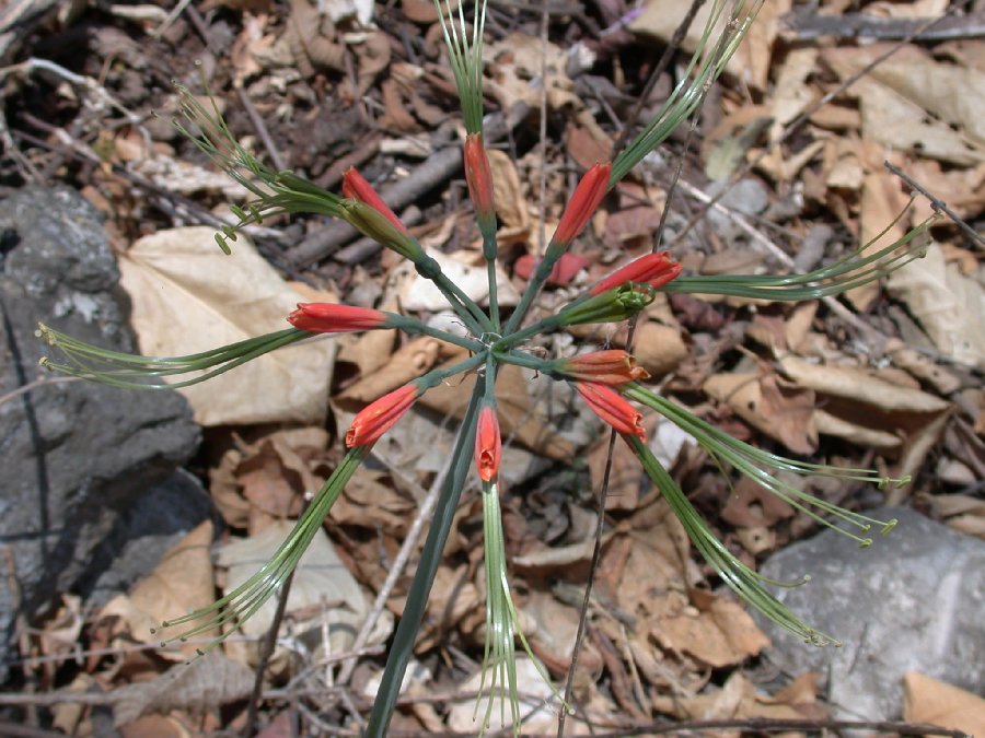 Amaryllidaceae Eucrosia eucrosioides