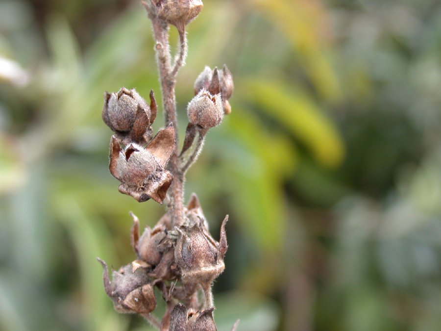 Passifloraceae Abatia canescens