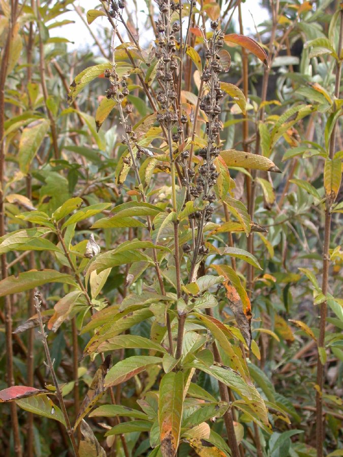 Passifloraceae Abatia canescens