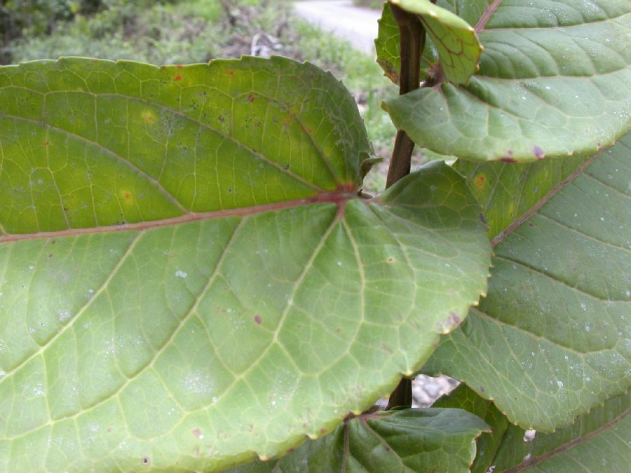 Salicaceae Banara regia