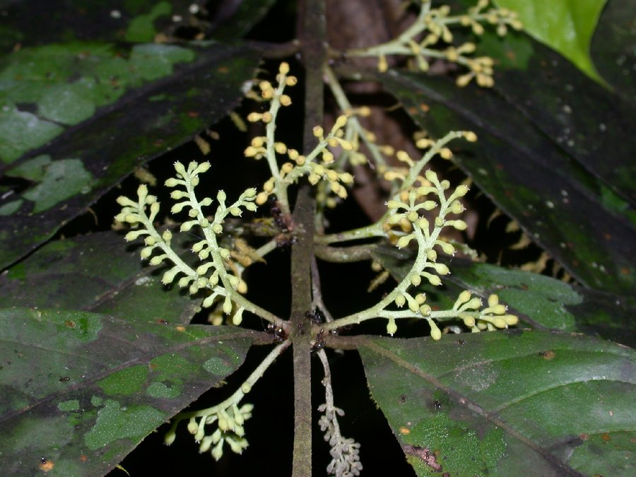 Monimiaceae Siparuna cervicornis