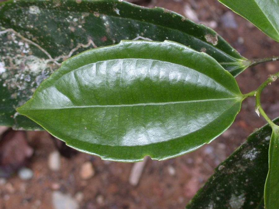 Salicaceae Neosprucea grandiflora