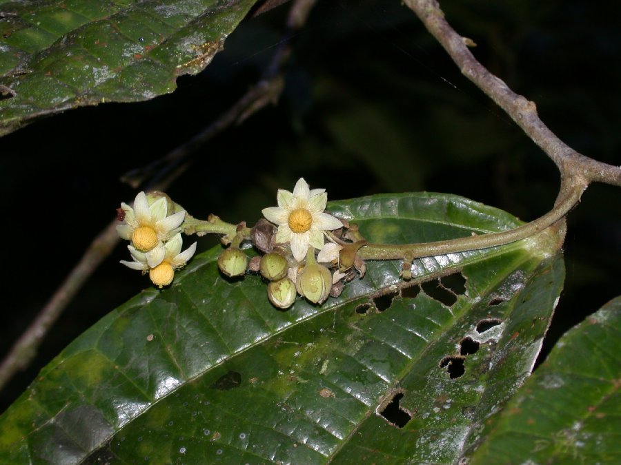 Salicaceae Neosprucea sucumbiensis