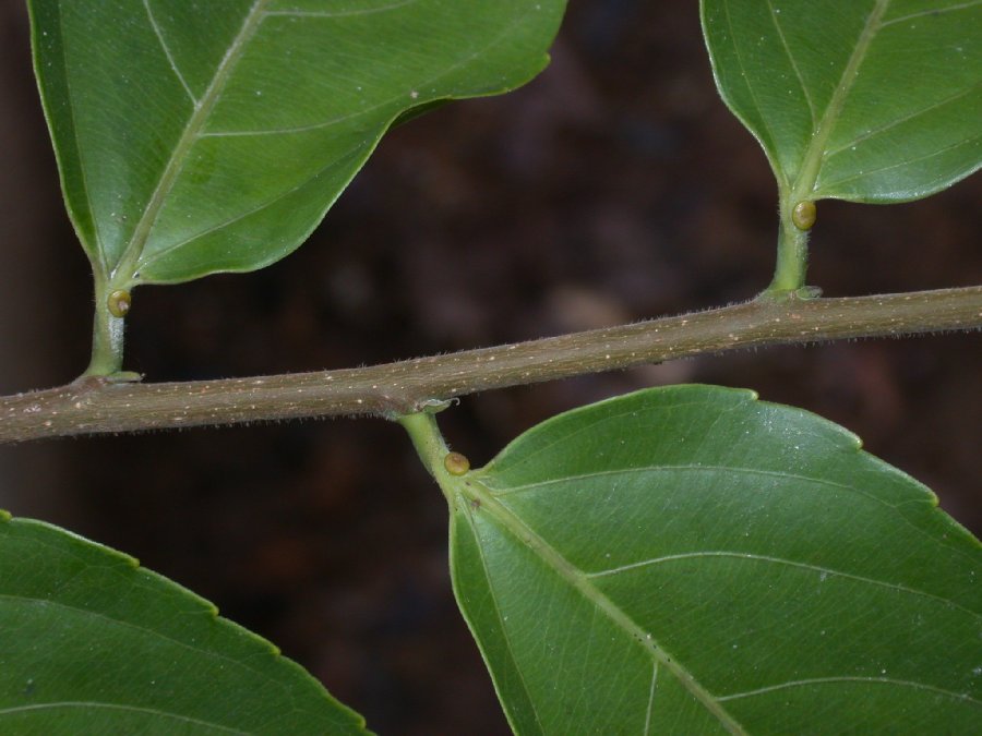 Salicaceae Banara nitida