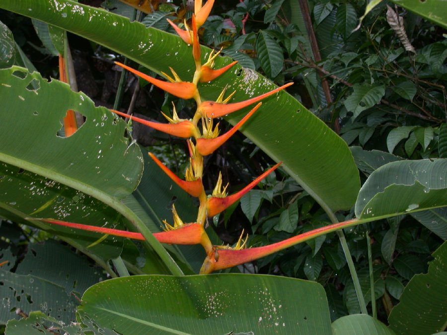 Heliconiaceae Heliconia 