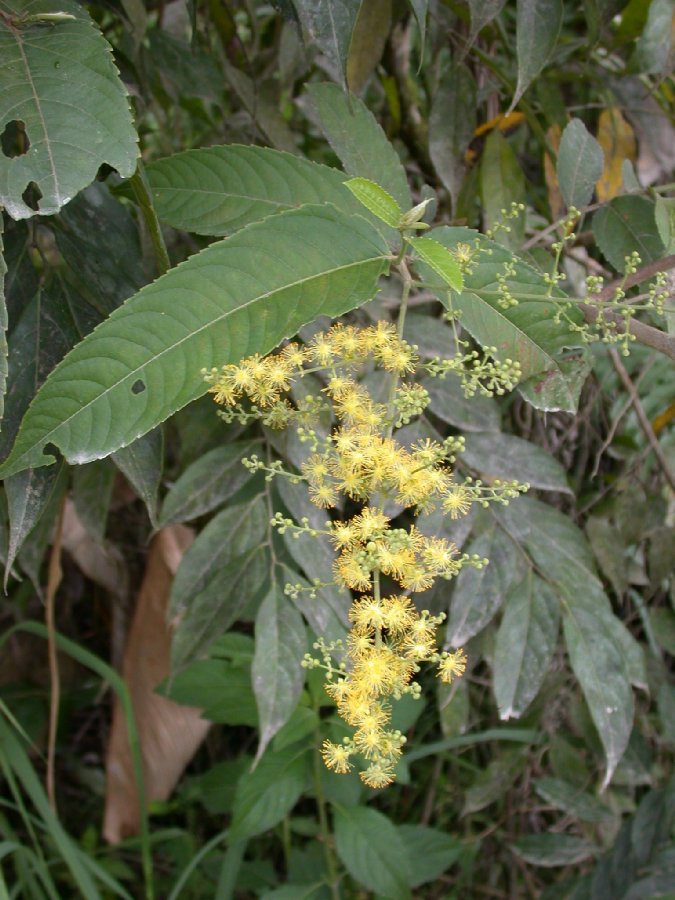 Salicaceae Banara guianensis