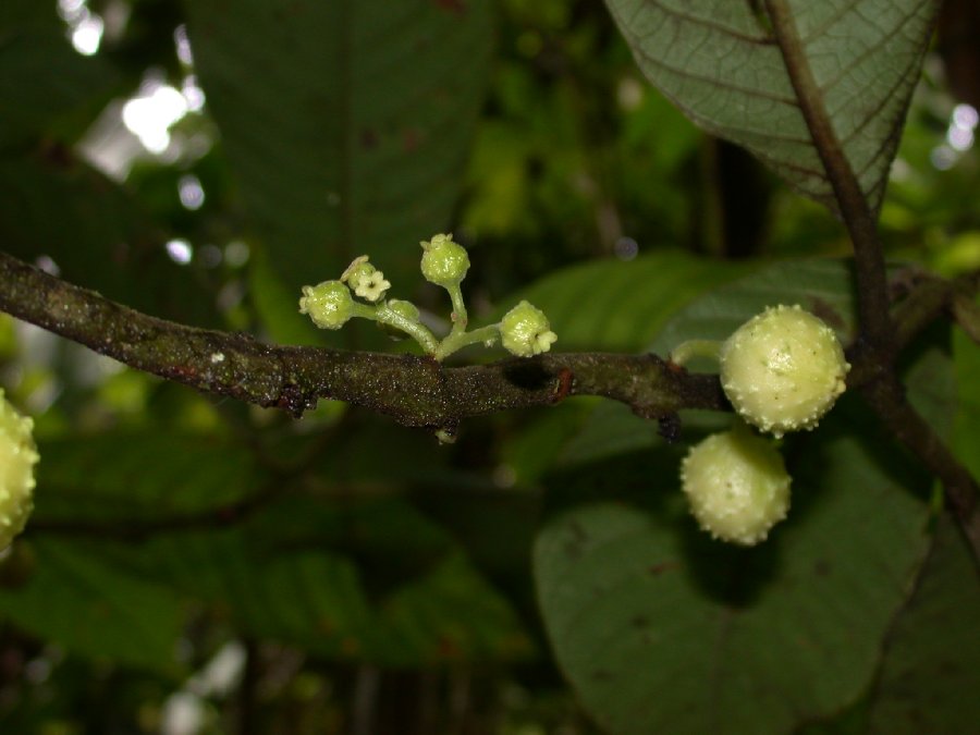 Monimiaceae Siparuna schimpffii