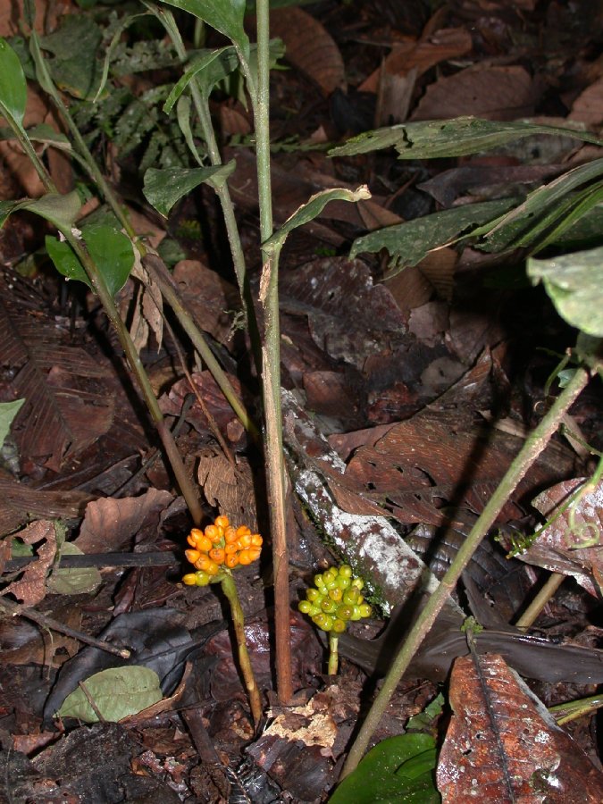 Zingiberaceae Renealmia 