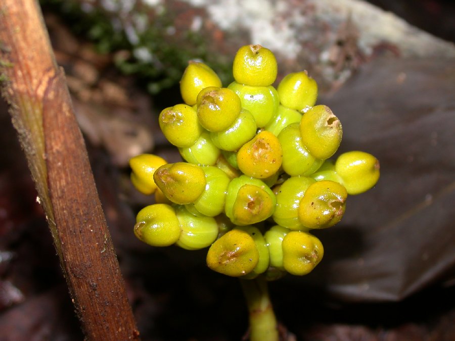 Zingiberaceae Renealmia 