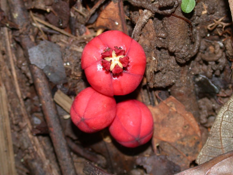 Clusiaceae Symphonia 