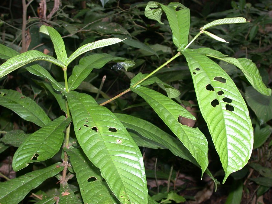 Vochysiaceae Vochysia 