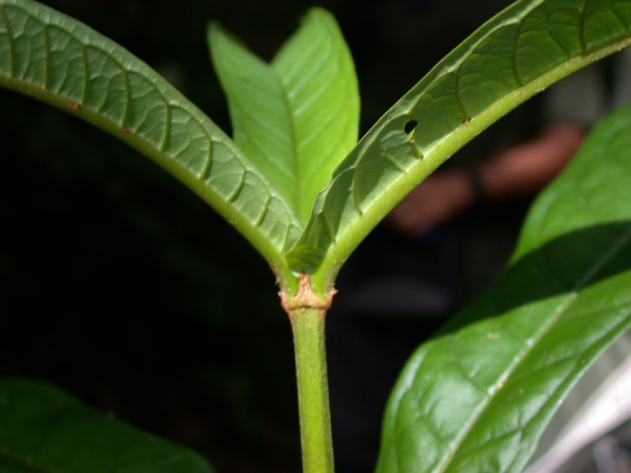 Vochysiaceae Vochysia 