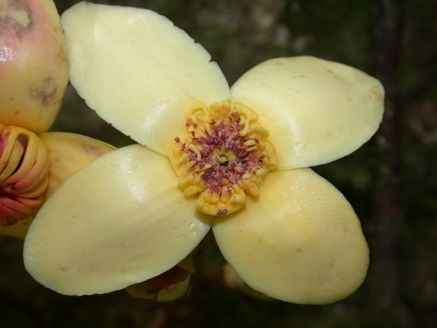 Lecythidaceae Grias 