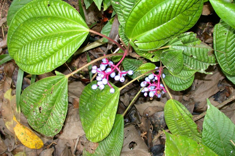 Melastomataceae Miconia procumbens