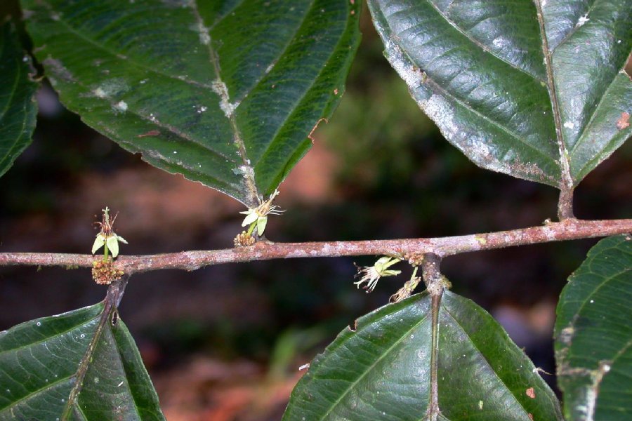 Salicaceae Casearia javitensis