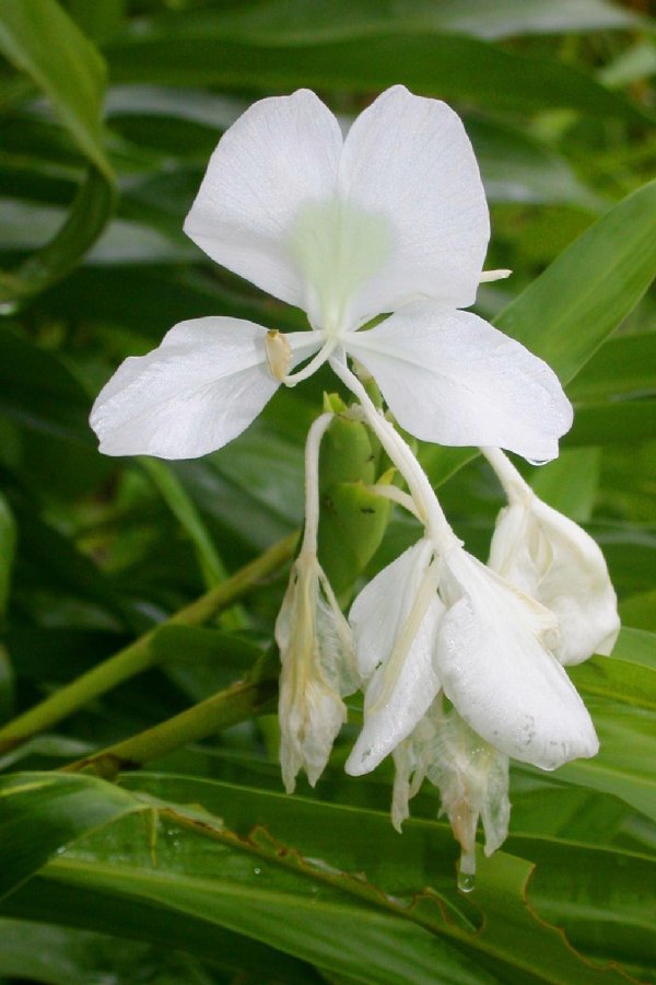 Zingiberaceae Hedychium coronarium