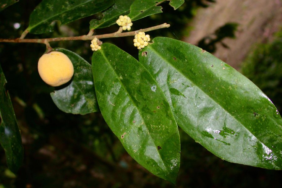 Dichapetalaceae Tapura peruviana