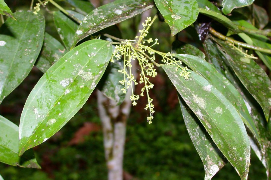 Menispermaceae Abuta grandifolia