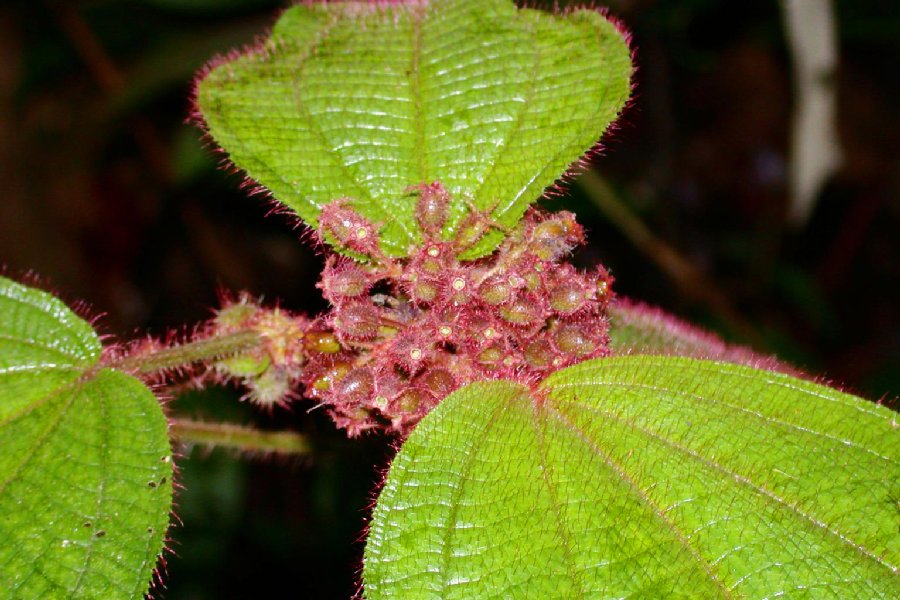 Melastomataceae Clidemia allardii