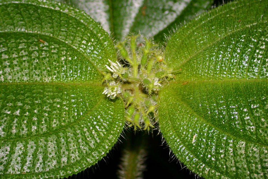 Melastomataceae Clidemia allardii