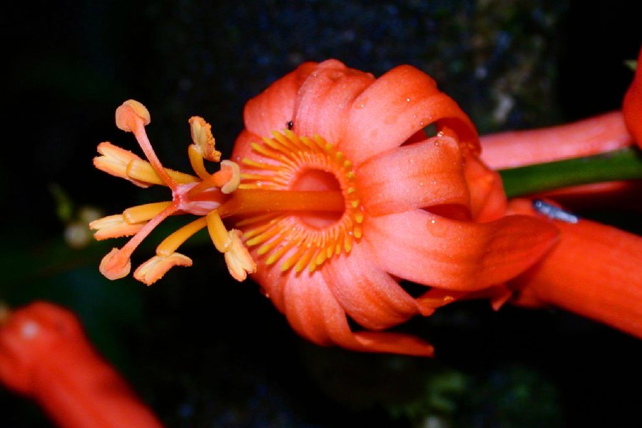 Passifloraceae Passiflora pyrrhantha
