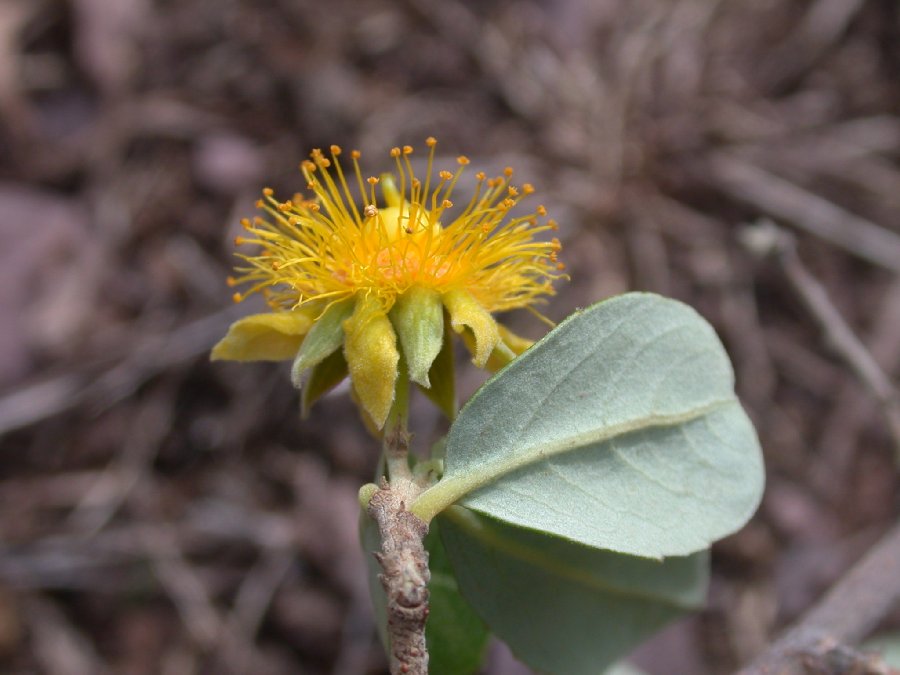Salicaceae Pineda incana