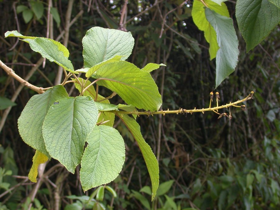 Passifloraceae Abatia spicata