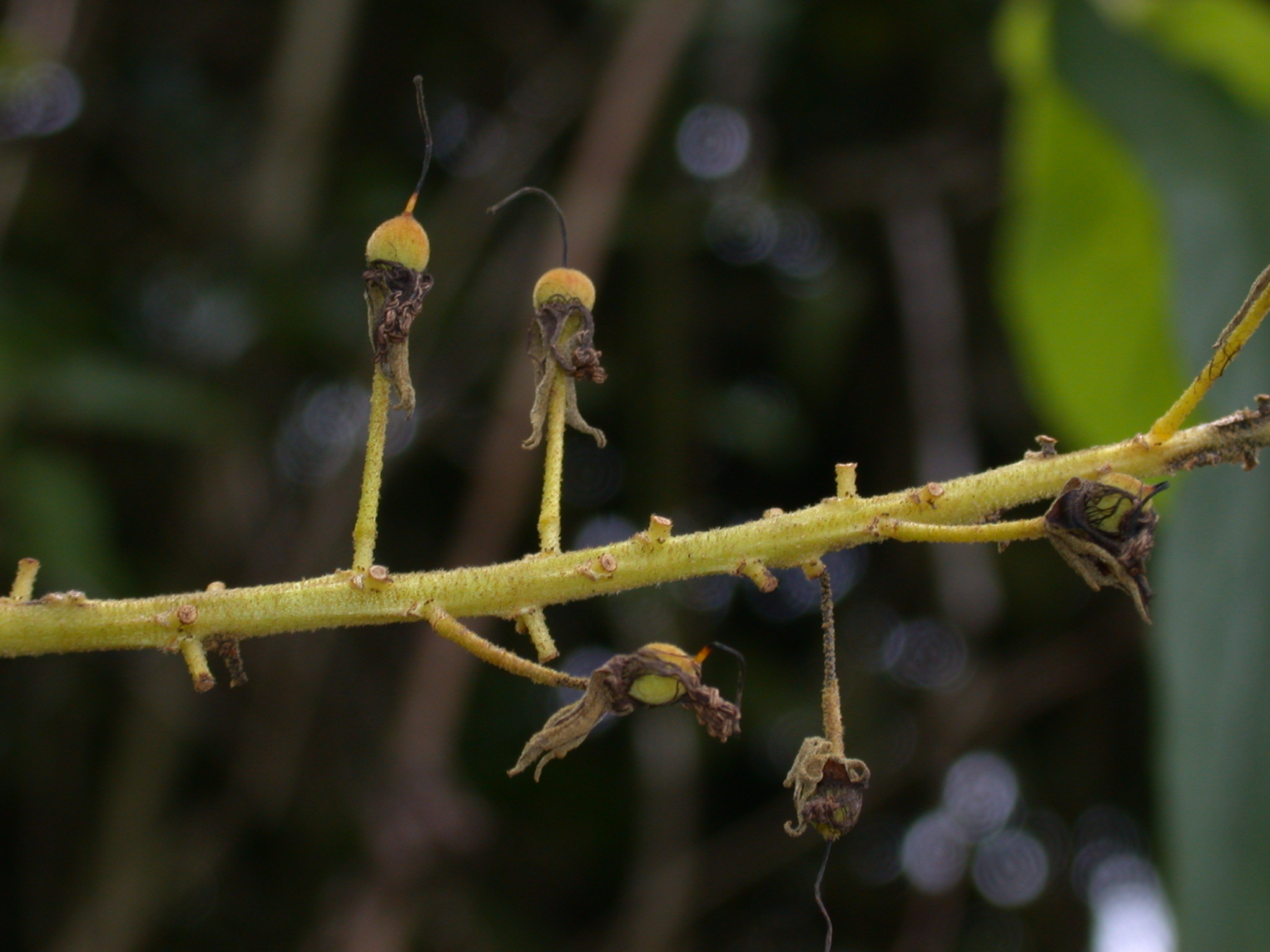 Passifloraceae Abatia spicata