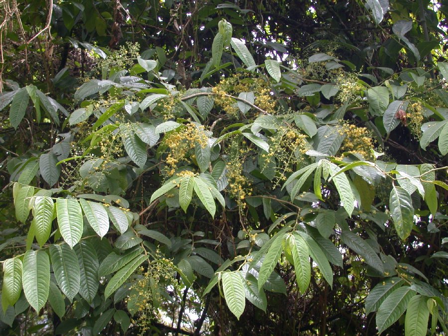 Salicaceae Banara guianensis