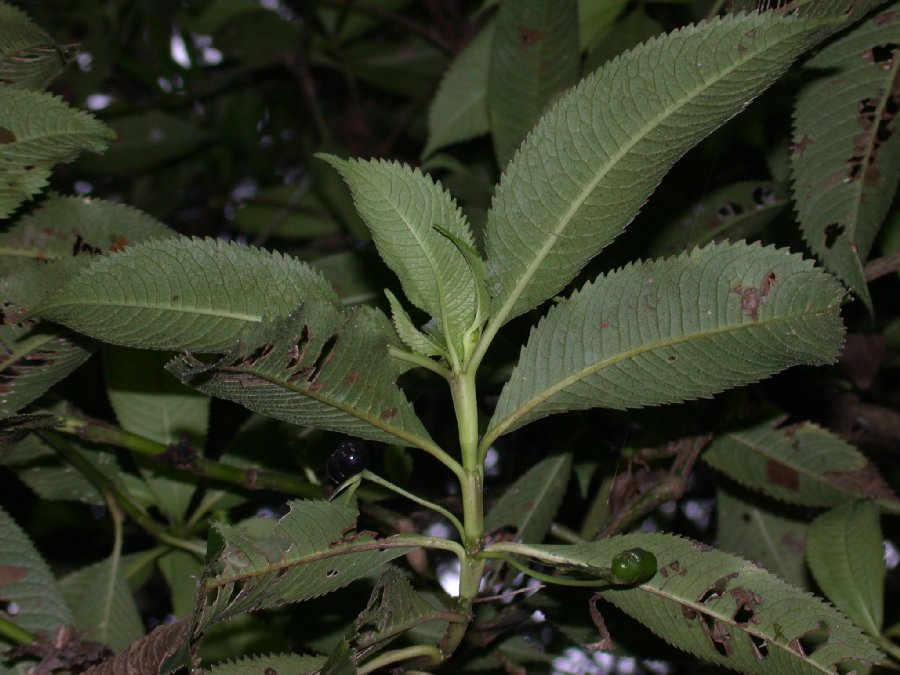 Chloranthaceae Hedyosmum 
