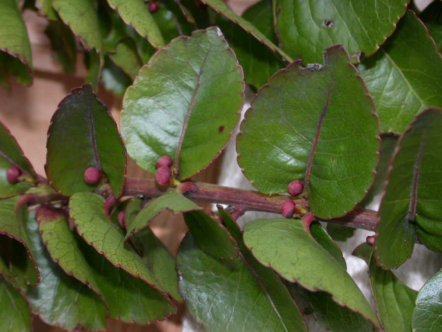 Salicaceae Xylosma cordata
