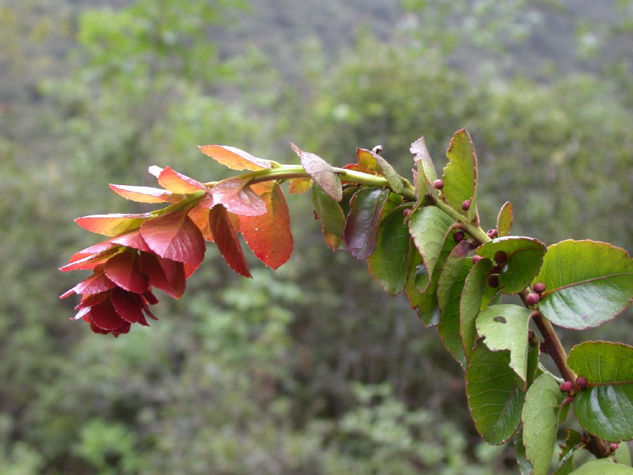 Salicaceae Xylosma cordata