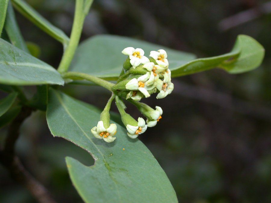 Thymelaeaceae  