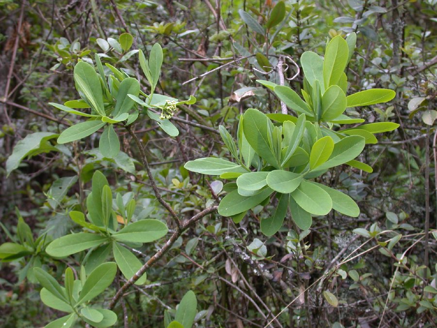 Thymelaeaceae  