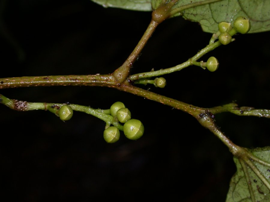 Salicaceae Neosprucea montana