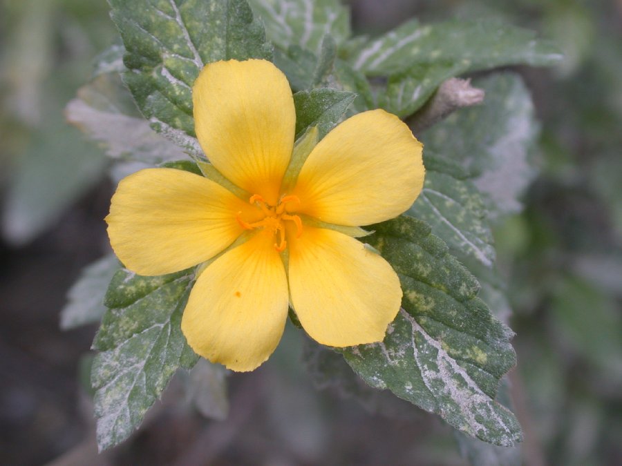 Passifloraceae Turnera 