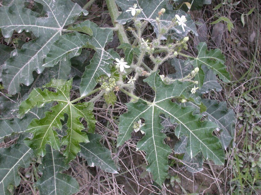 Euphorbiaceae Cnidoscolus 