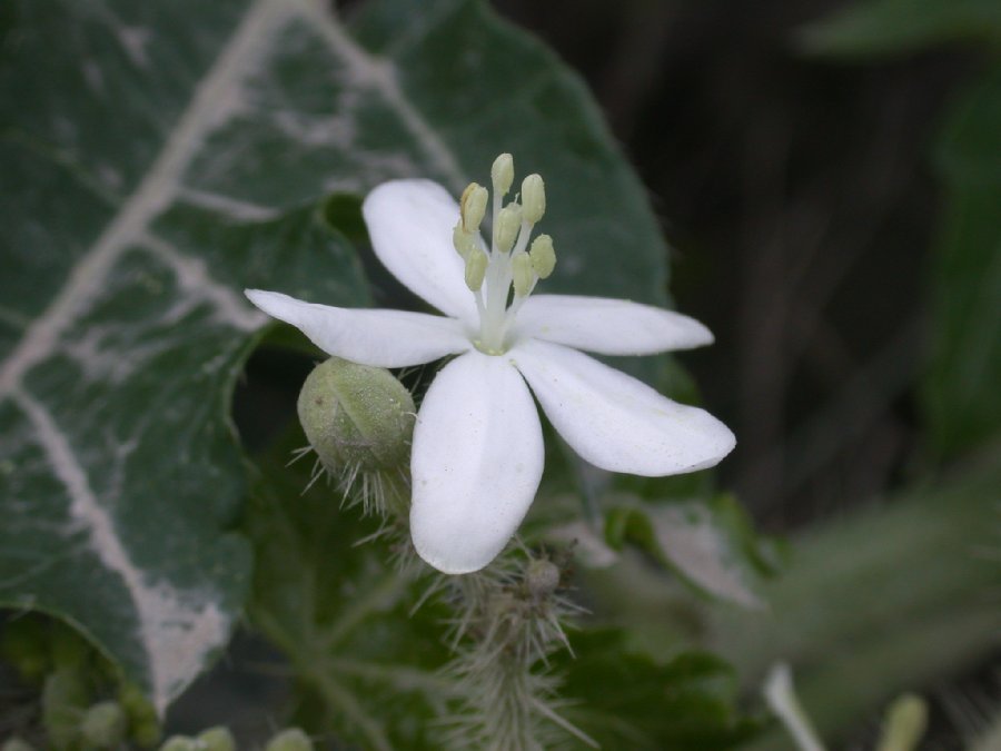 Euphorbiaceae Cnidoscolus 
