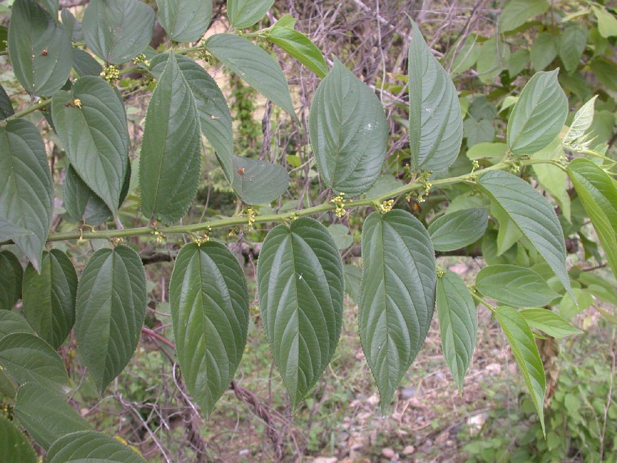 Cannabaceae Trema 