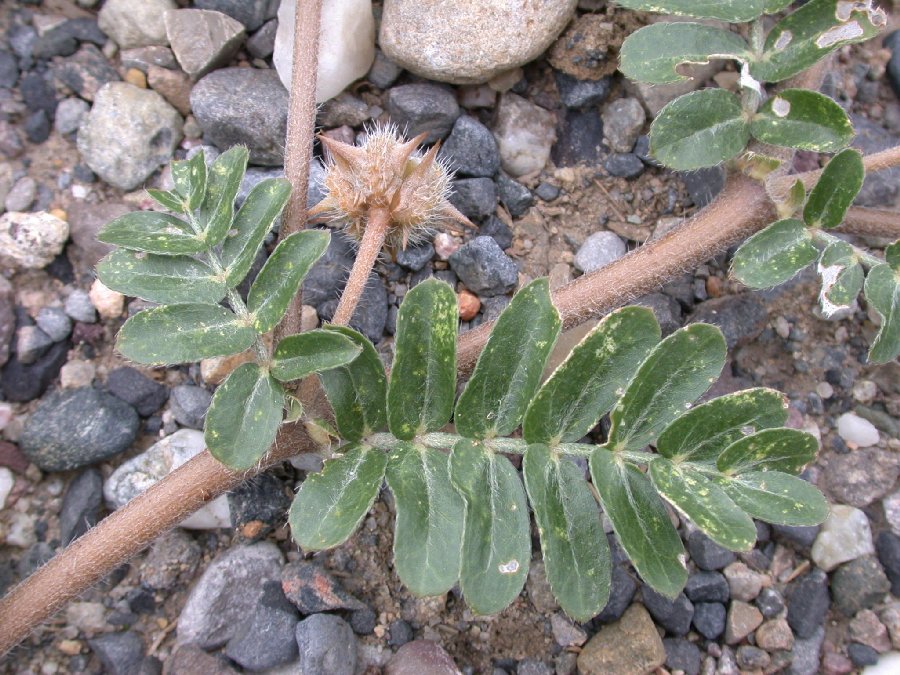 Zygophyllaceae Tribulus 