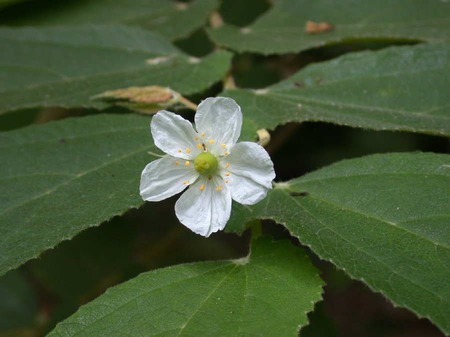 Muntingiaceae Muntingia 